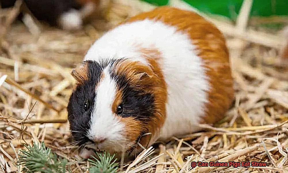 Can Guinea Pigs Eat Straw-6