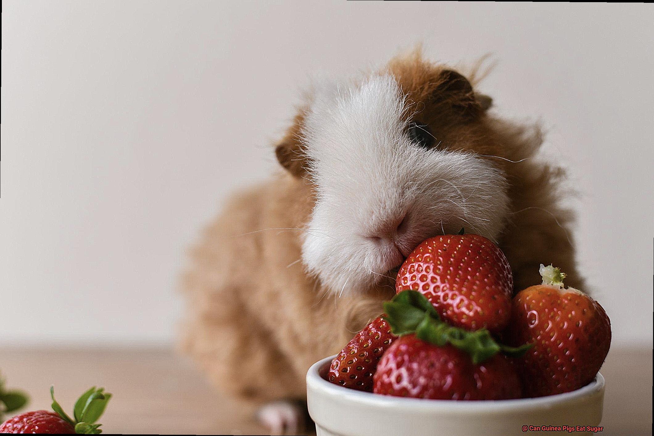 Can Guinea Pigs Eat Sugar-8