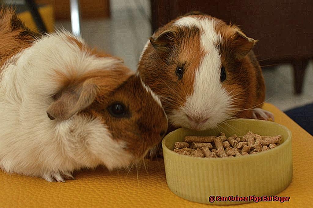 Can Guinea Pigs Eat Sugar-4