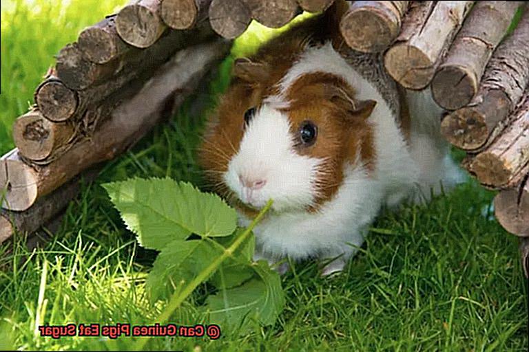 Can Guinea Pigs Eat Sugar-6