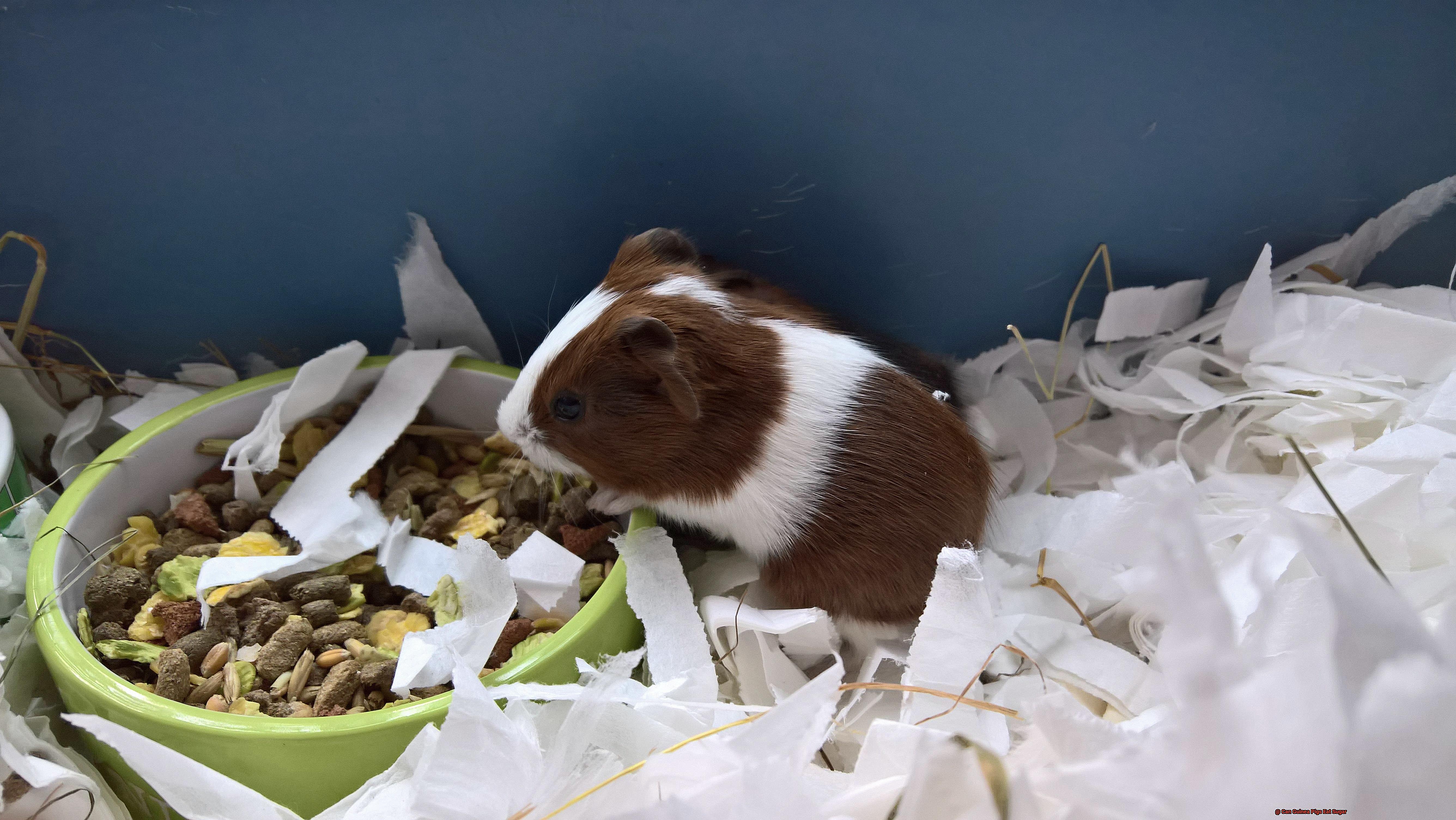 Can Guinea Pigs Eat Sugar-5