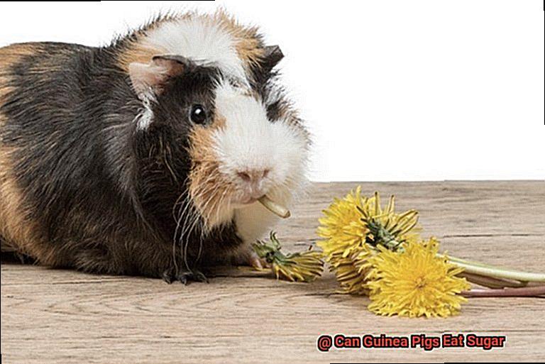 Can Guinea Pigs Eat Sugar-3