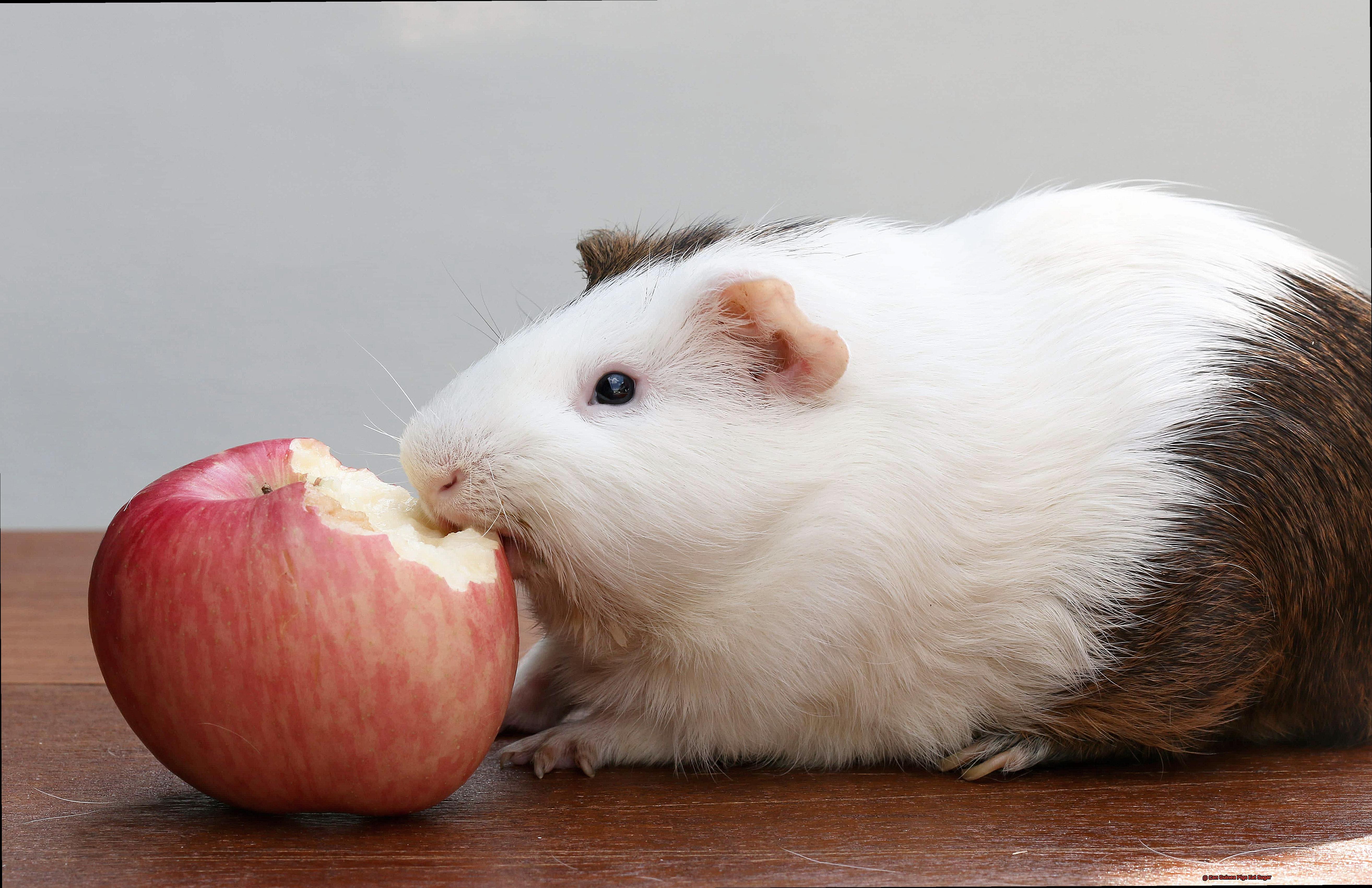 Can Guinea Pigs Eat Sugar-7