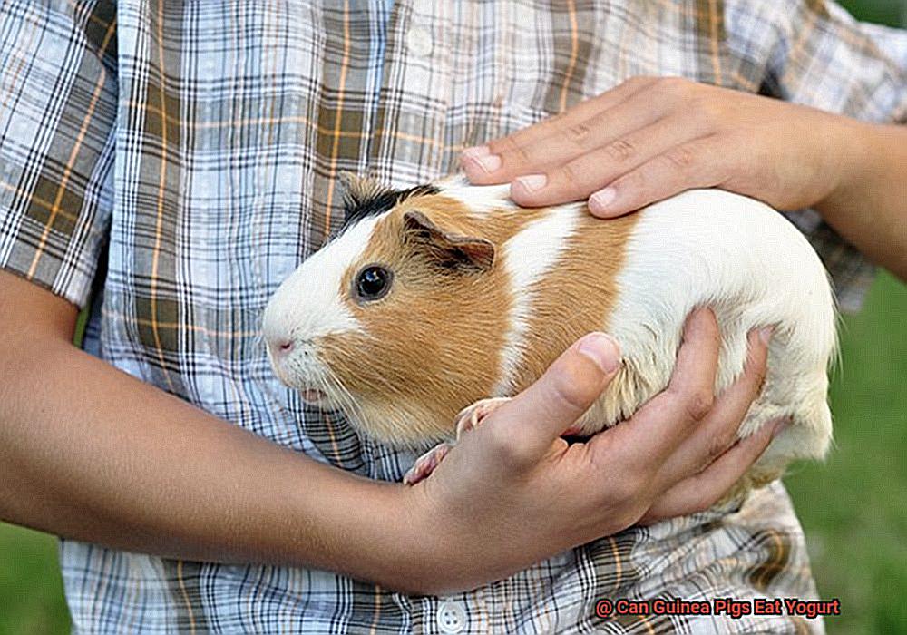 Can Guinea Pigs Eat Yogurt-3