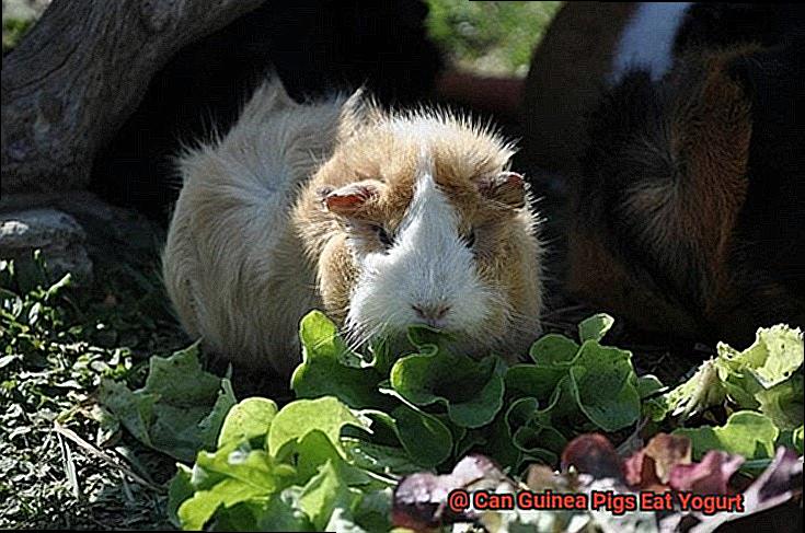 Can Guinea Pigs Eat Yogurt-4
