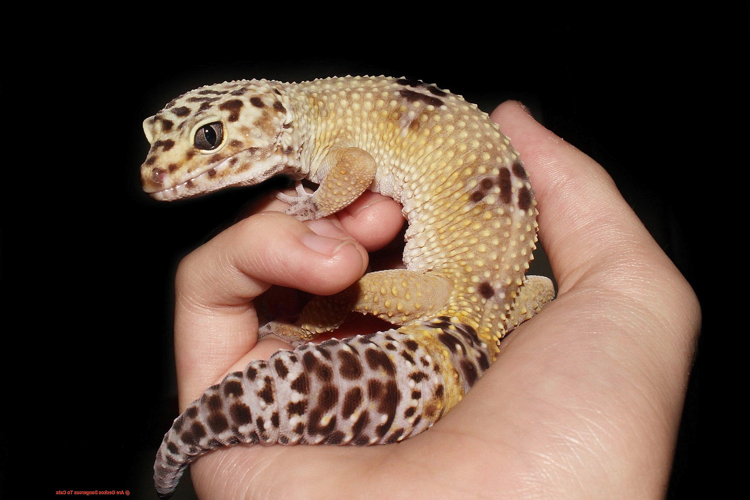 Are Geckos Dangerous To Cats-5