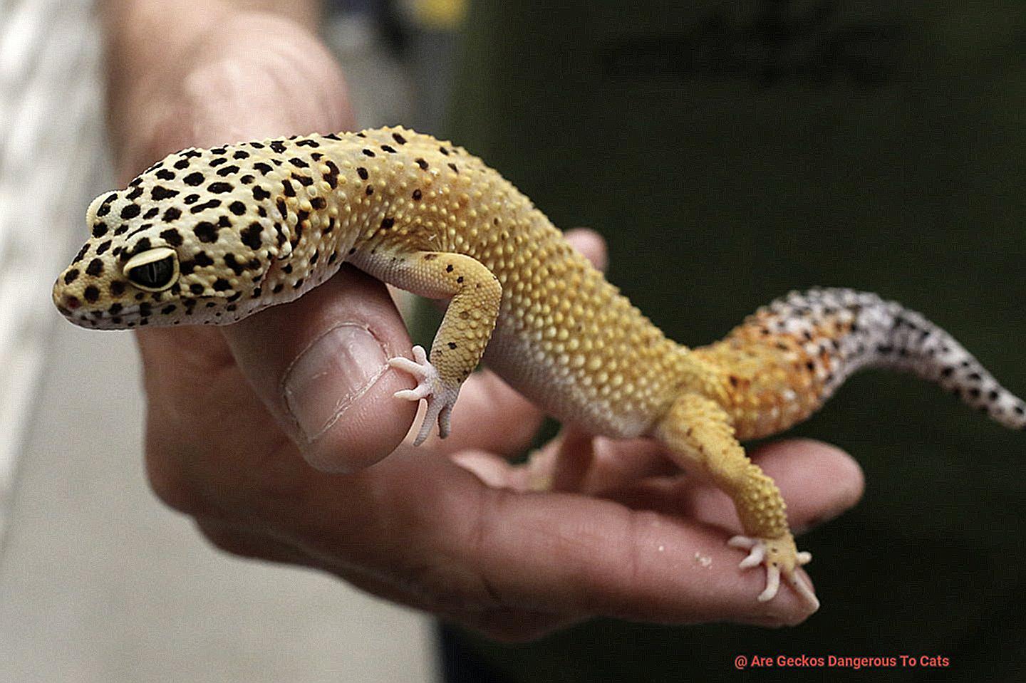 Are Geckos Dangerous To Cats-3