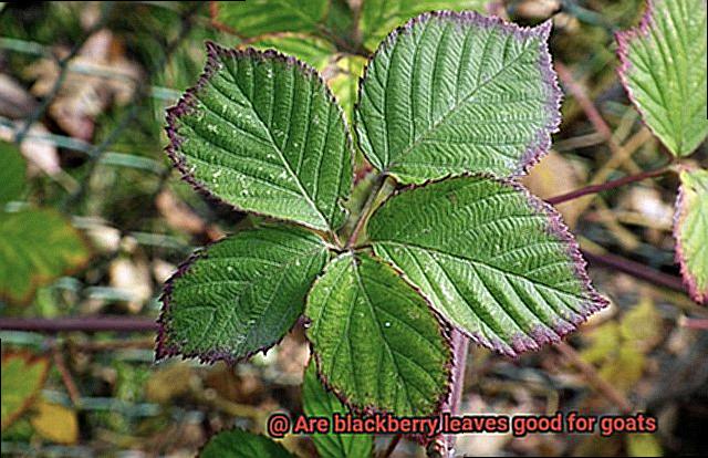 Are blackberry leaves good for goats-2