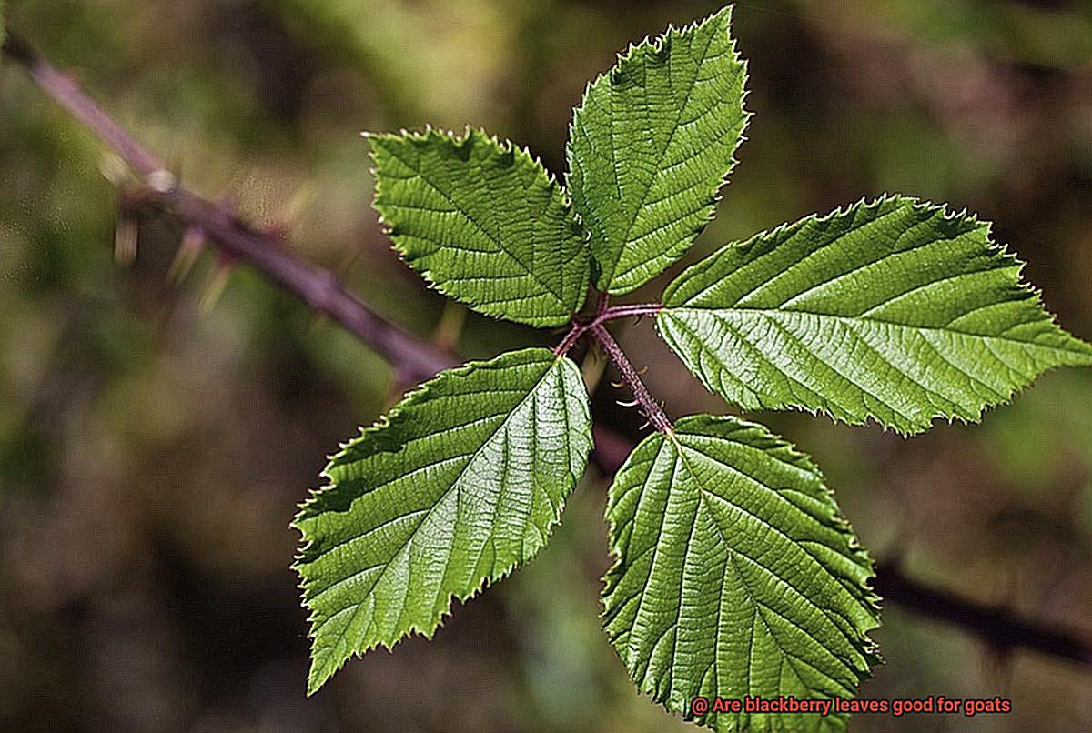 Are blackberry leaves good for goats-3