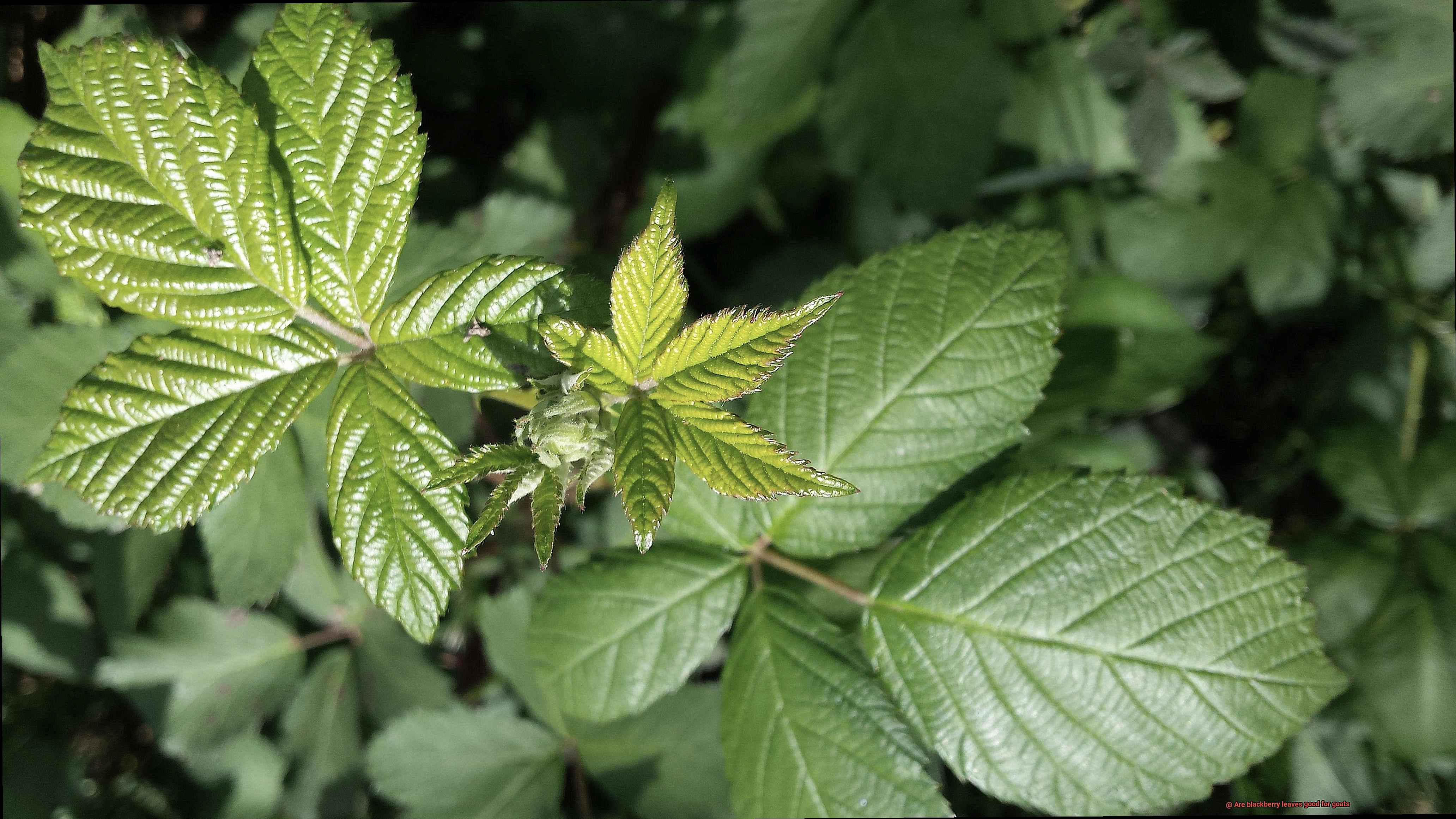 Are blackberry leaves good for goats-6