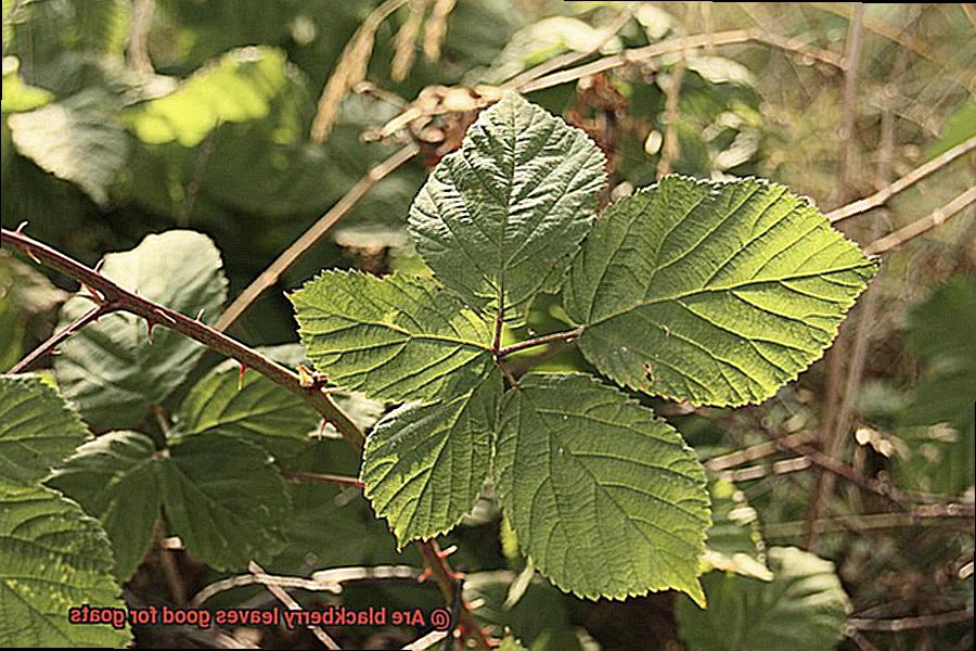 Are blackberry leaves good for goats-5