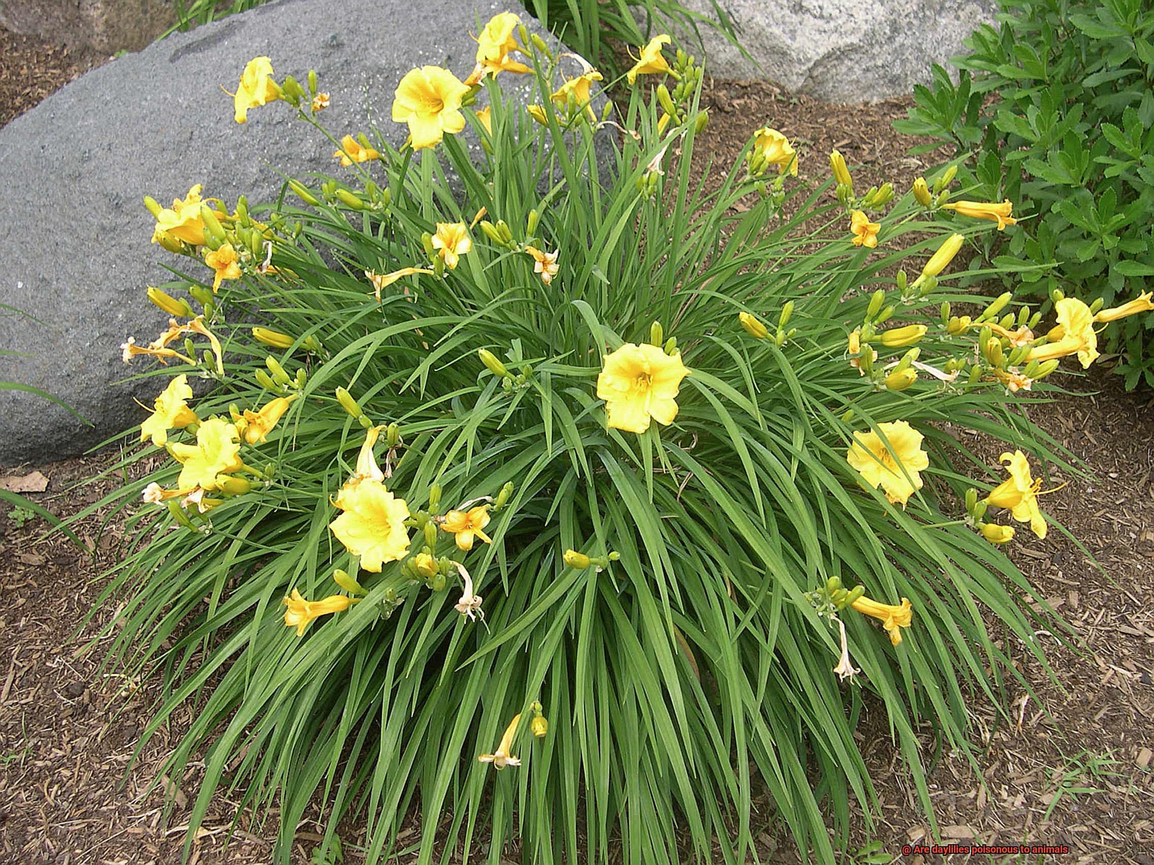 Are daylilies poisonous to animals-2
