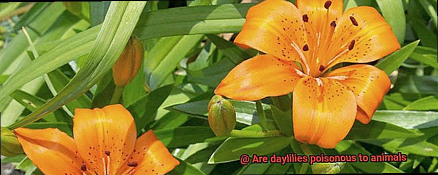 Are daylilies poisonous to animals-3