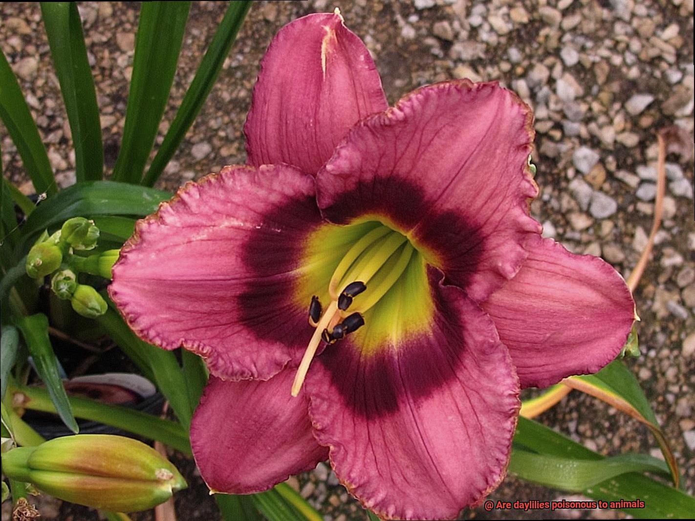 Are daylilies poisonous to animals-4