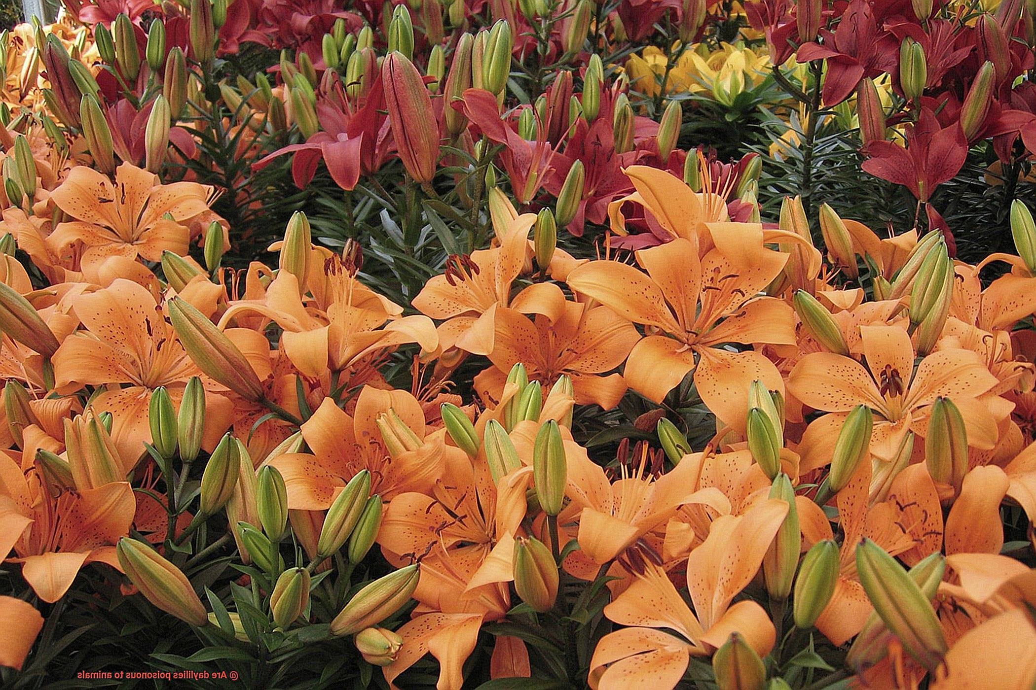 Are daylilies poisonous to animals-5