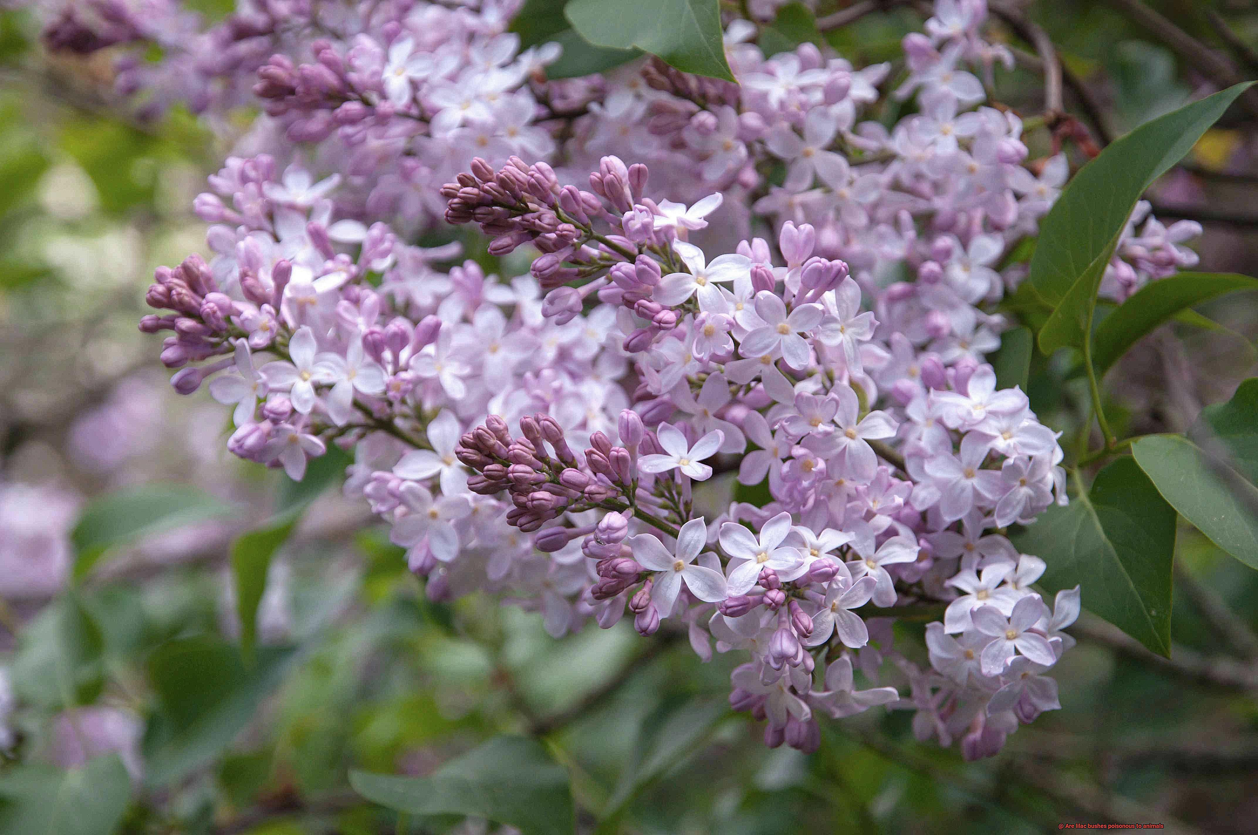 Are lilac bushes poisonous to animals-3