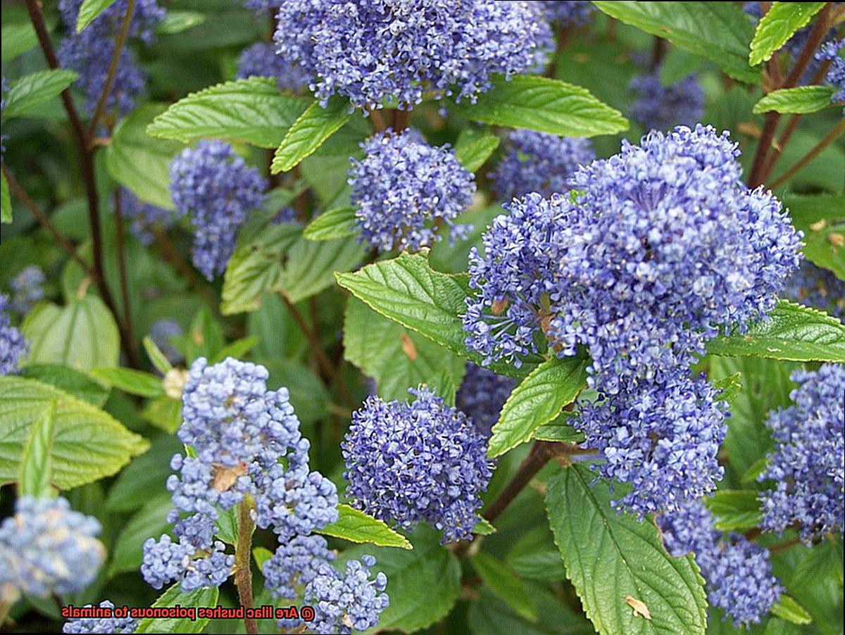 Are lilac bushes poisonous to animals-2