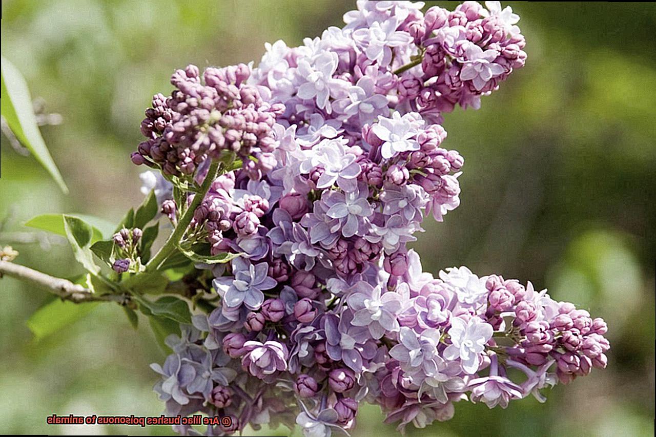 Are lilac bushes poisonous to animals-5