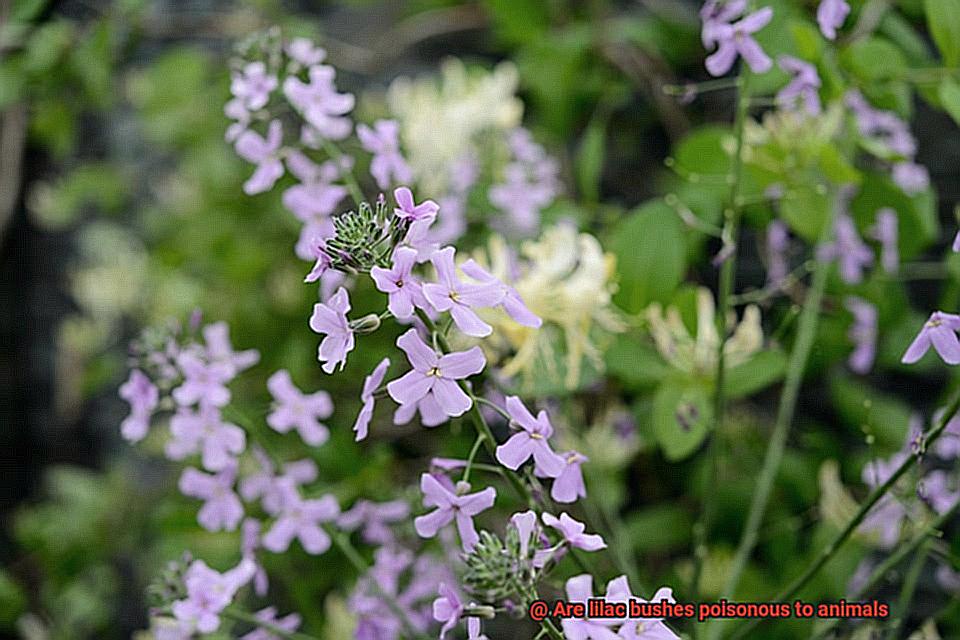 Are lilac bushes poisonous to animals-4