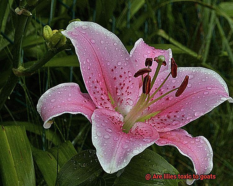 Are lilies toxic to goats-4