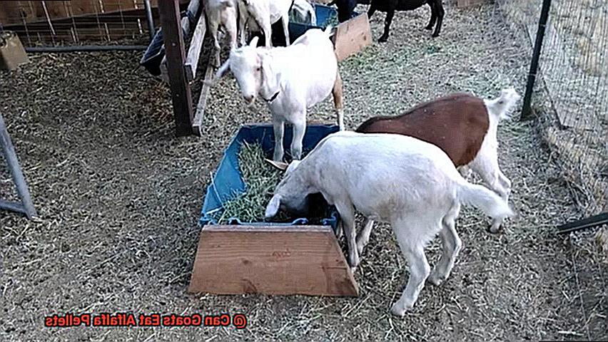 Can Goats Eat Alfalfa Pellets-2
