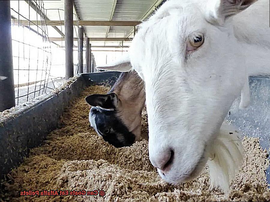 Can Goats Eat Alfalfa Pellets-4