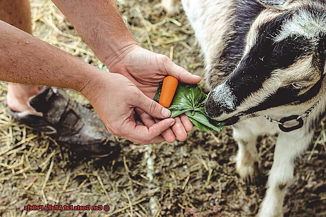 Can Goats Eat Alfalfa Pellets-6
