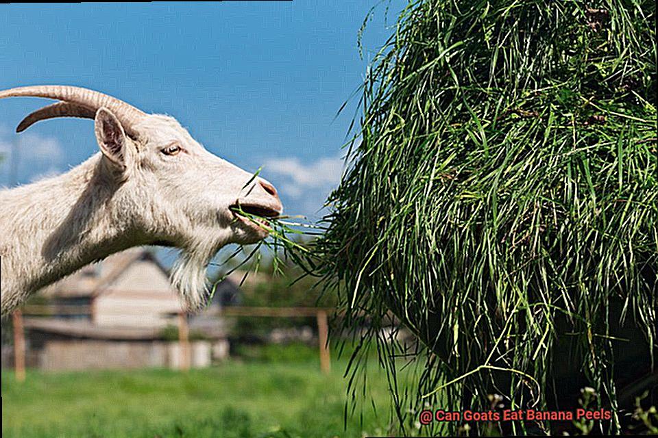 Can Goats Eat Banana Peels-3