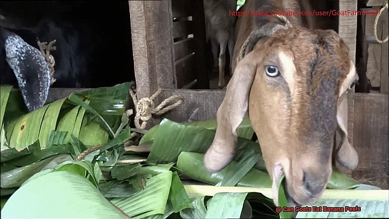 Can Goats Eat Banana Peels-6