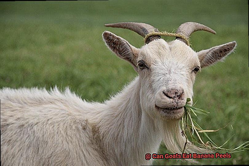 Can Goats Eat Banana Peels-4