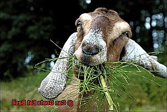 Can Goats Eat Basil-2