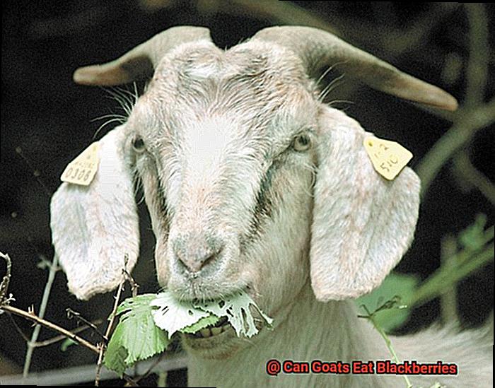 Can Goats Eat Blackberries-2