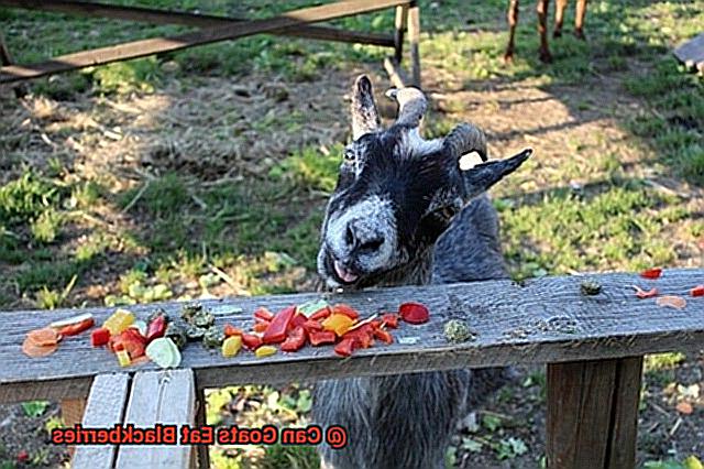 Can Goats Eat Blackberries-3