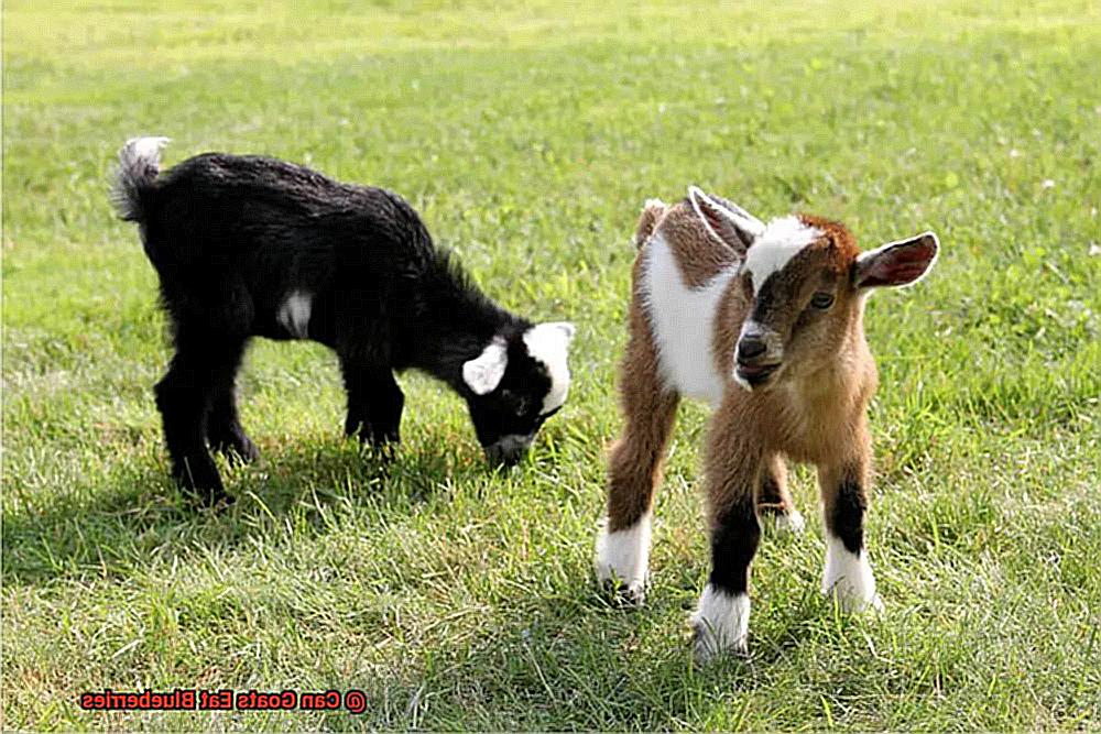 Can Goats Eat Blueberries-2