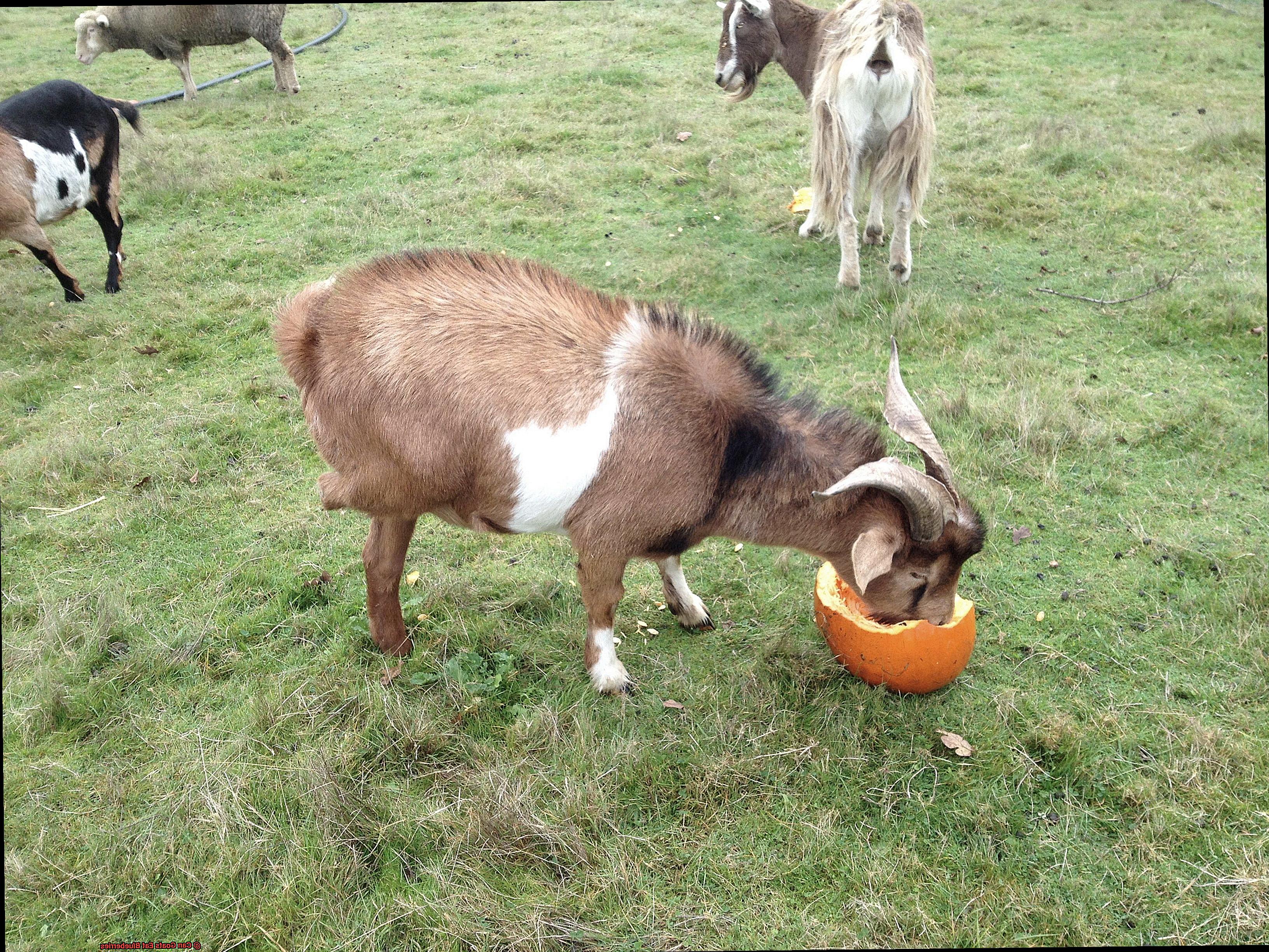 Can Goats Eat Blueberries-4