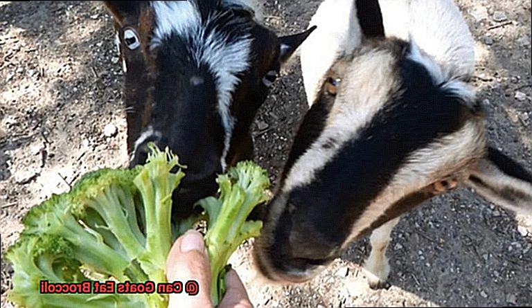 Can Goats Eat Broccoli-2