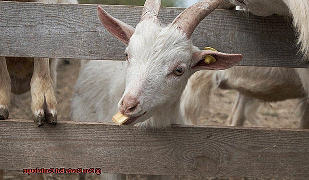 Can Goats Eat Cantaloupe-2