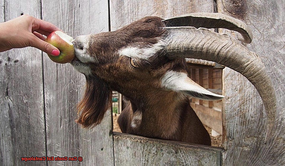 Can Goats Eat Cantaloupe-6