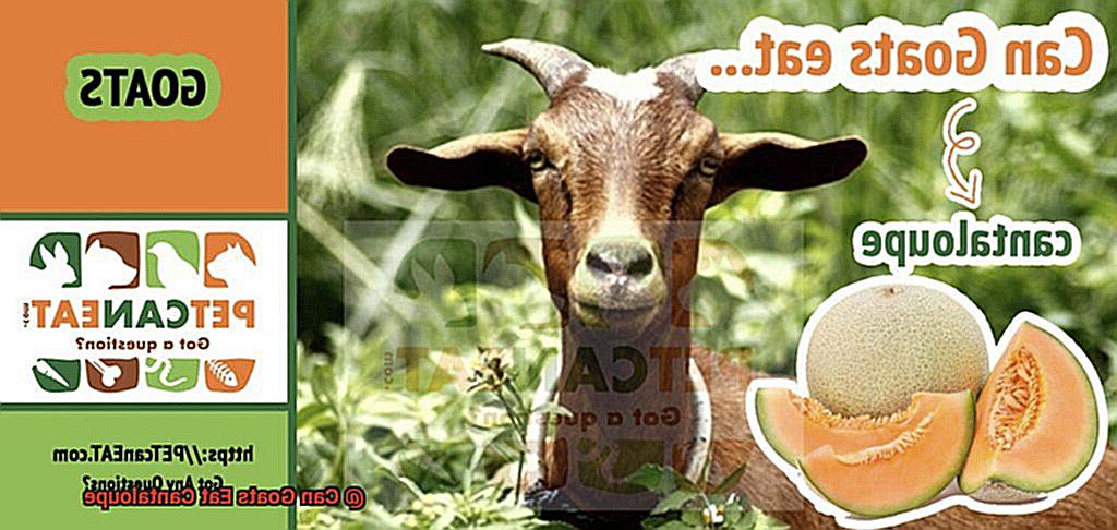 Can Goats Eat Cantaloupe-3