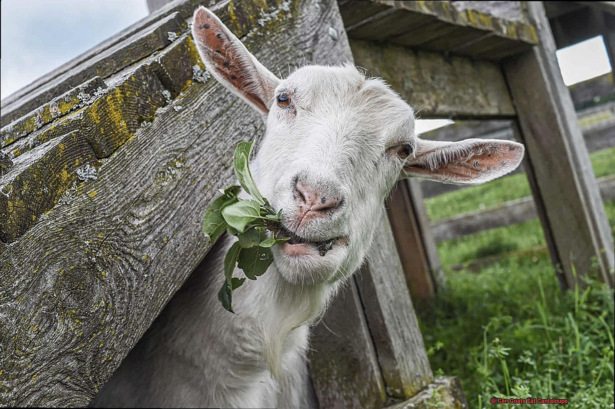 Can Goats Eat Cantaloupe-5