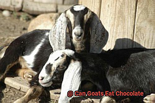 Can Goats Eat Chocolate-3