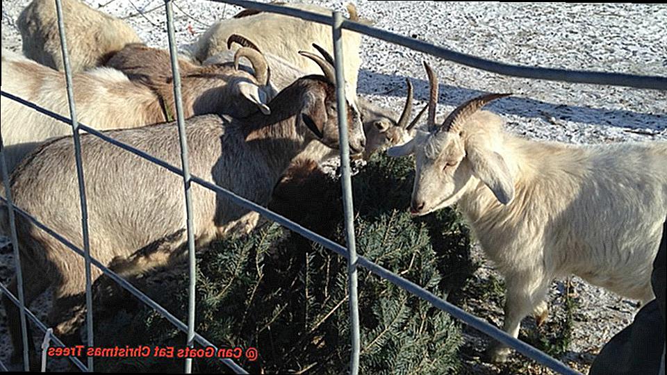 Can Goats Eat Christmas Trees-2