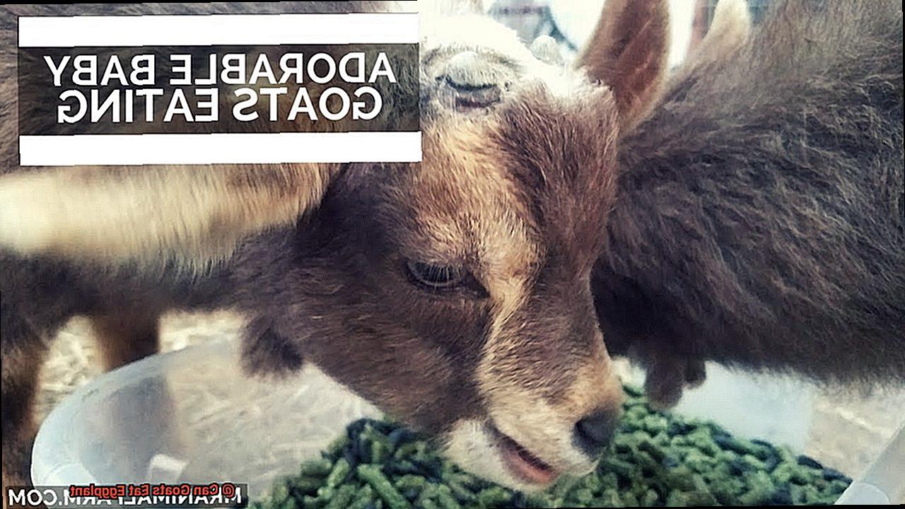 Can Goats Eat Eggplant-2
