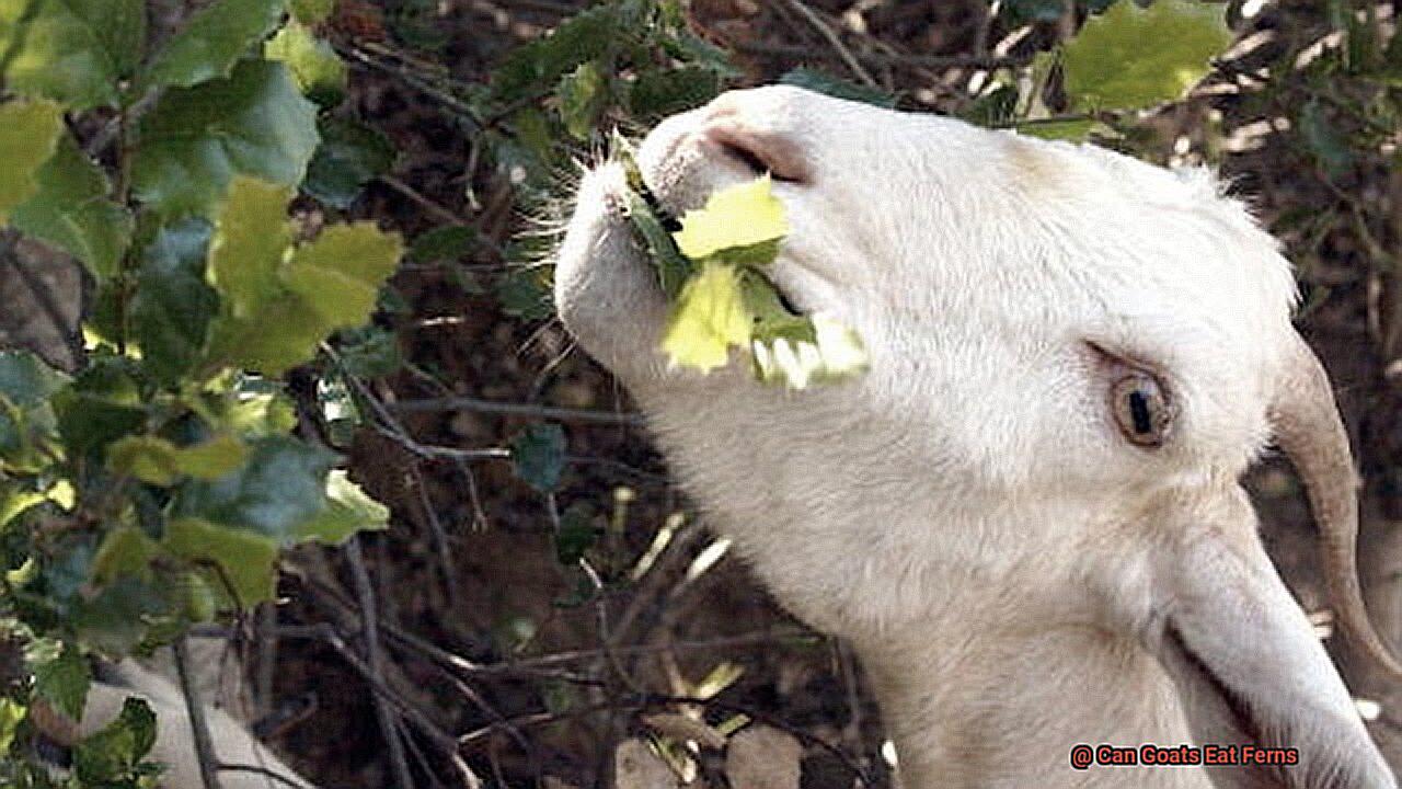 Can Goats Eat Ferns-2