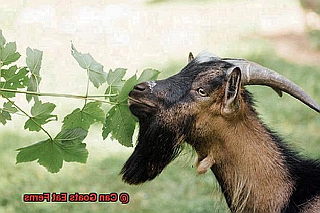 Can Goats Eat Ferns-3
