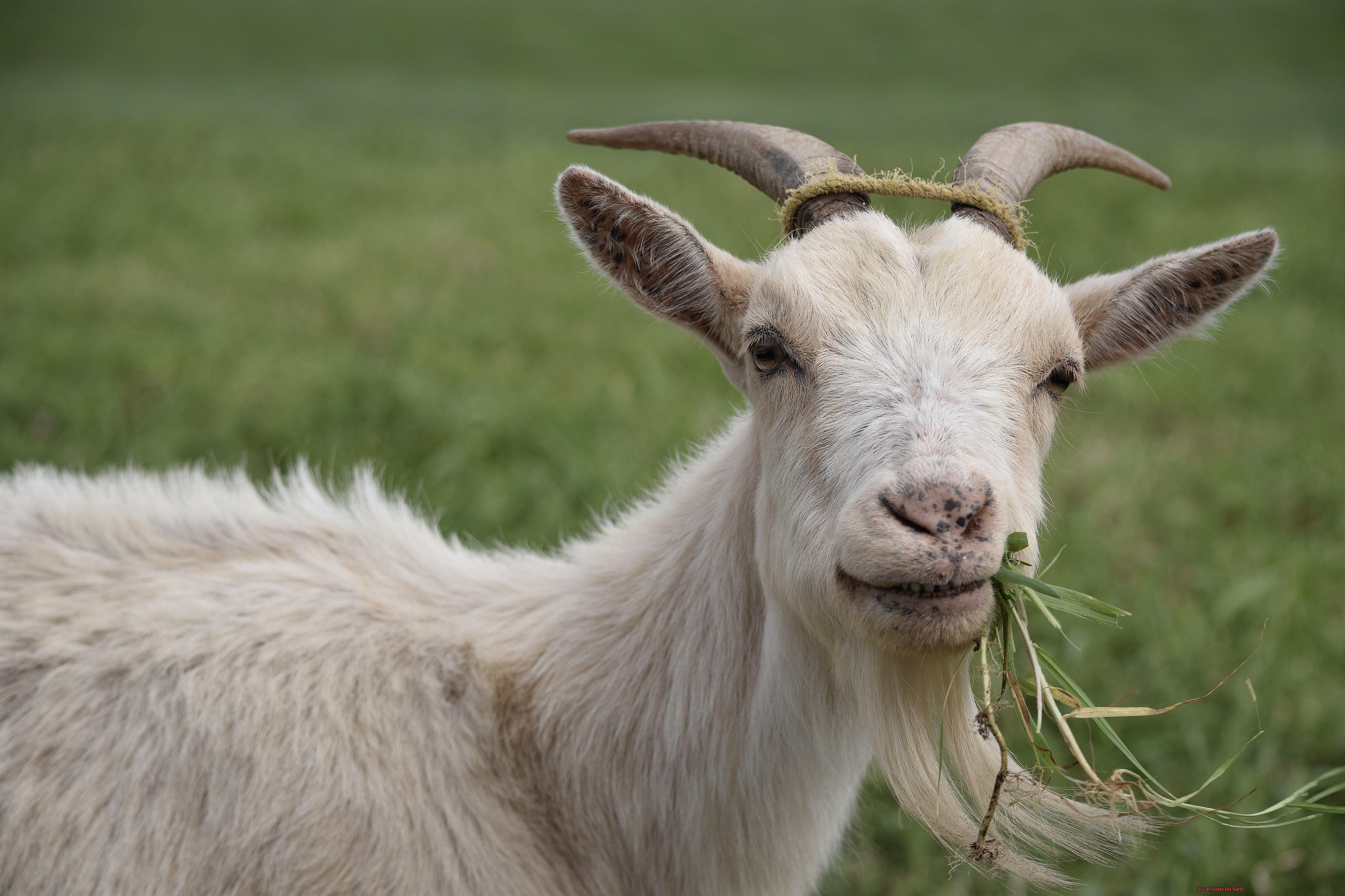 Can Goats Eat Garlic-5
