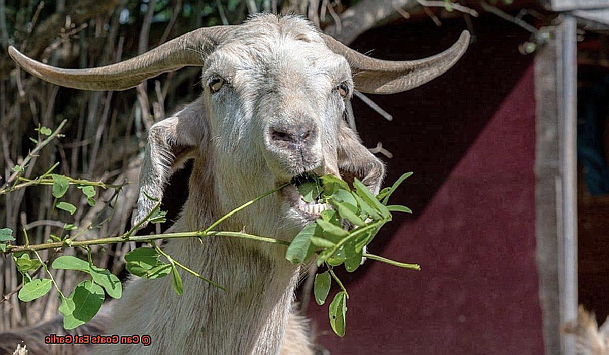 Can Goats Eat Garlic-2