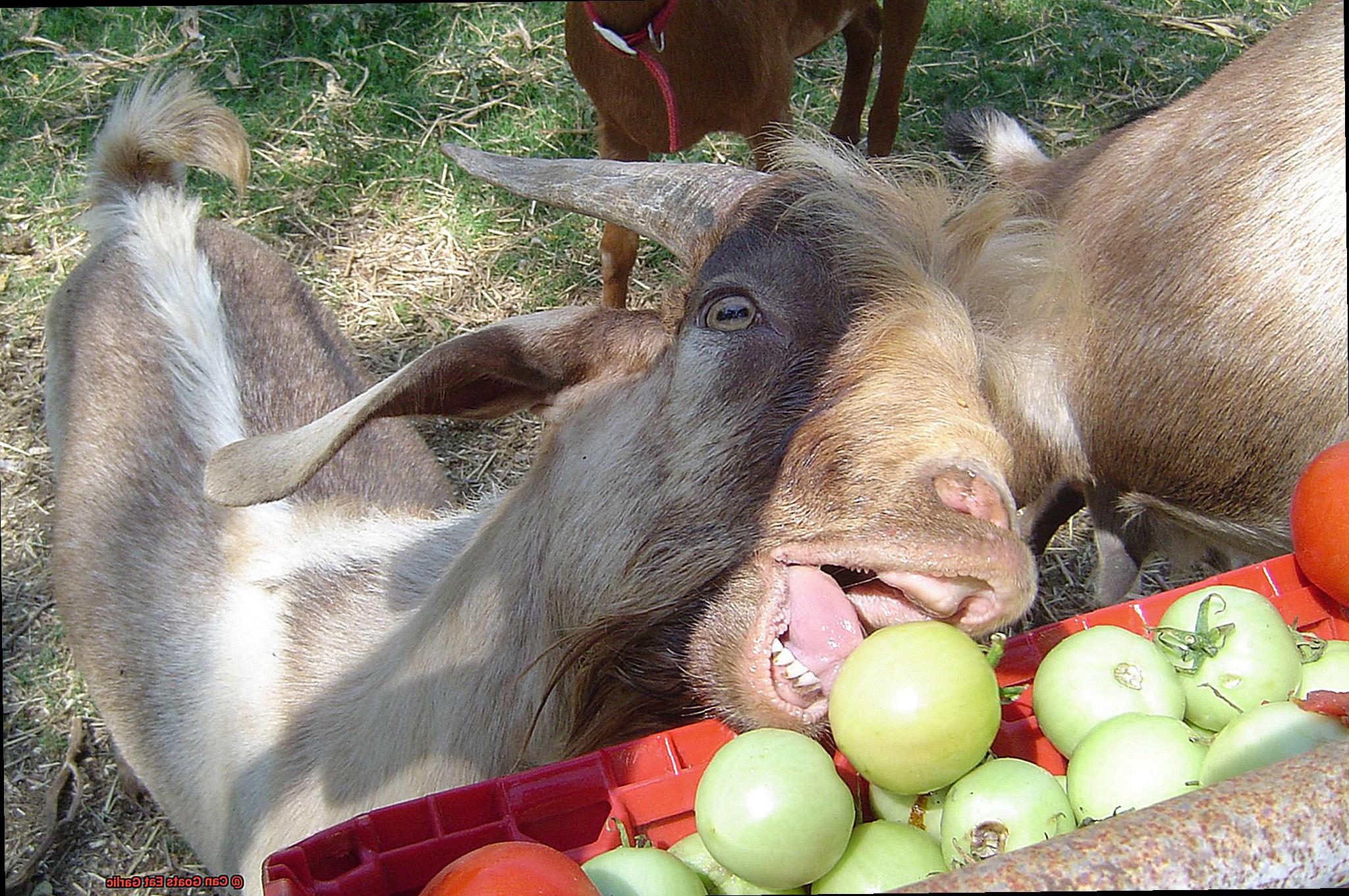 Can Goats Eat Garlic-3