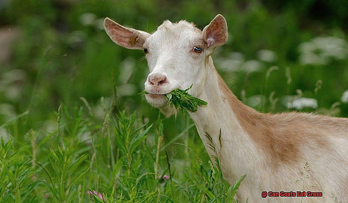 Can Goats Eat Grass-3