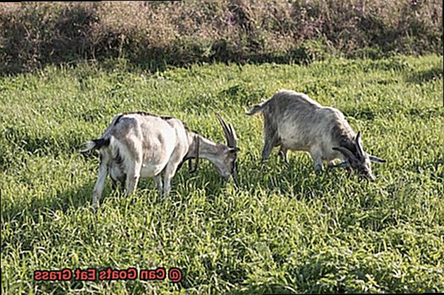 Can Goats Eat Grass-4